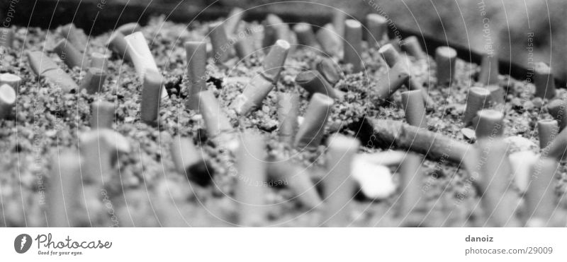 Kippenlandschaft Zigarette obskur Aschebecher Stummel Lastwagen Rauchen Zigarettenstummel