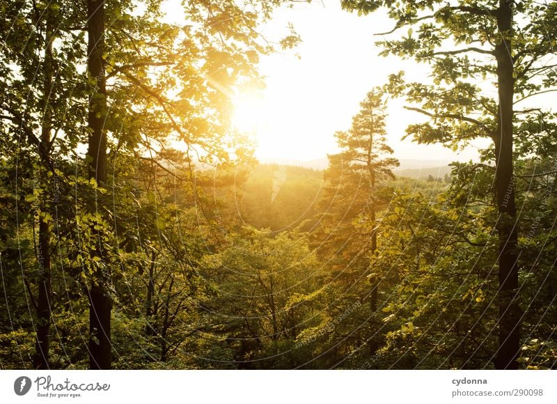 Abendsonne harmonisch Wohlgefühl Erholung ruhig Tourismus Abenteuer Ferne Freiheit wandern Umwelt Natur Landschaft Sonnenaufgang Sonnenuntergang Sommer Baum