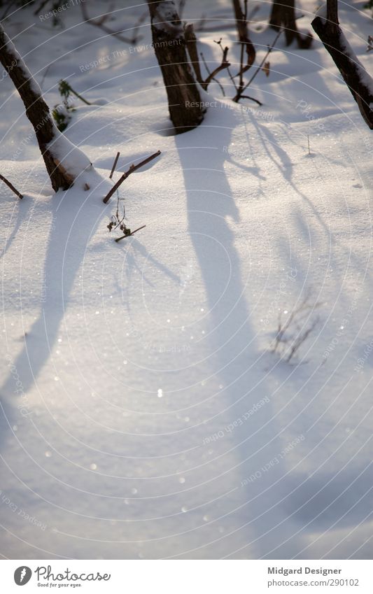 Der erste Schnee Umwelt Natur Landschaft Pflanze weiß glänzend weich Sonnenlicht Schatten Winter Klima Pulverschnee Holz Farbfoto Außenaufnahme