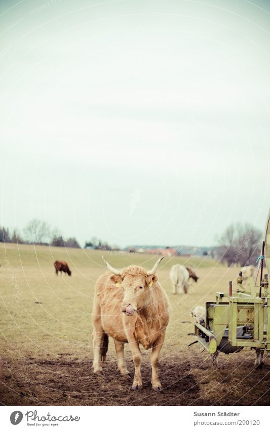 Mit einem sauberem Nasenloch in 2013 Wiese Feld Nutztier Kuh dreckig matschig Wasserwagen Reinigen Zunge Blick warten Wolkenloser Himmel Weide hellbraun Horn