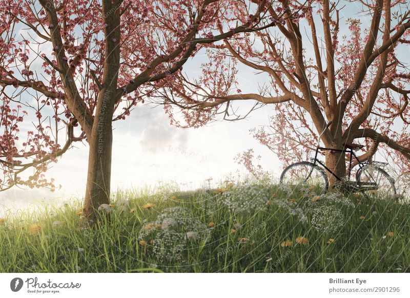 Unter Kirschblüten Lifestyle Freizeit & Hobby Ausflug Freiheit Sport Fahrradfahren Natur Landschaft Pflanze Sonnenlicht Frühling Schönes Wetter Baum Gras Garten