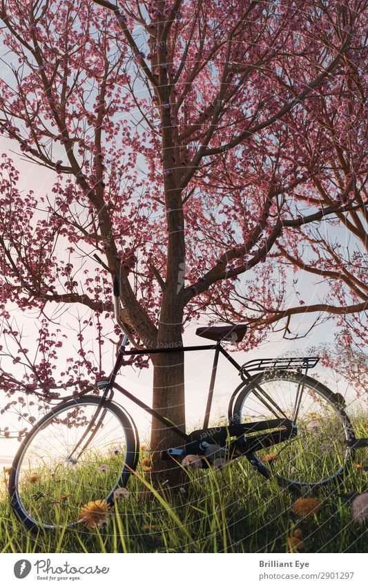 Lehn dich zurück Lifestyle Freizeit & Hobby Fahrradfahren Ausflug Abenteuer Sonne Sport Natur Pflanze Schönes Wetter Baum Blüte Garten Park Wiese Feld Erholung