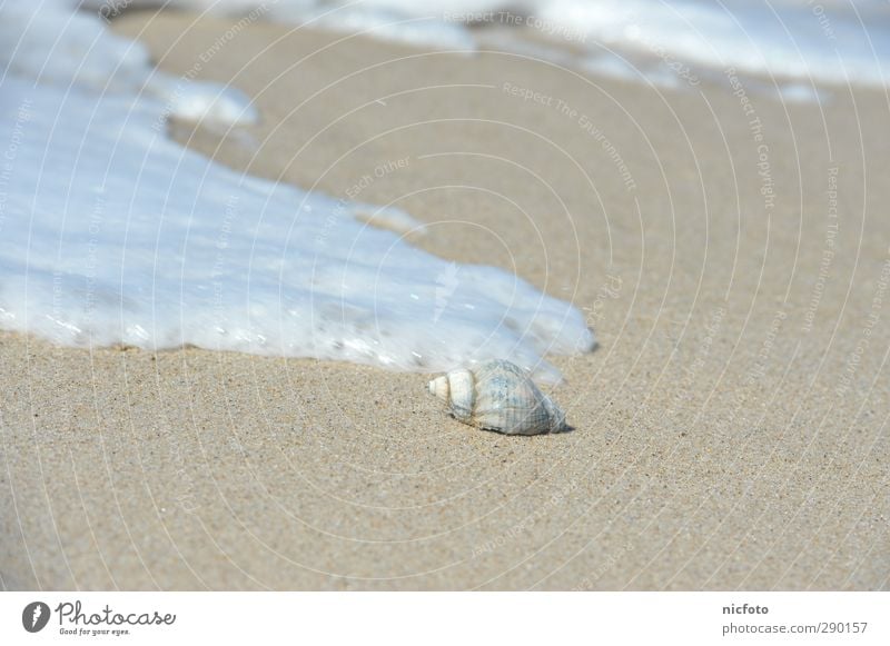 Muschel in der Brandung Natur Urelemente Erde Sand Wasser Wellen Küste Strand Nordsee Ostsee Meer einfach Flüssigkeit Unendlichkeit gut hell nass natürlich