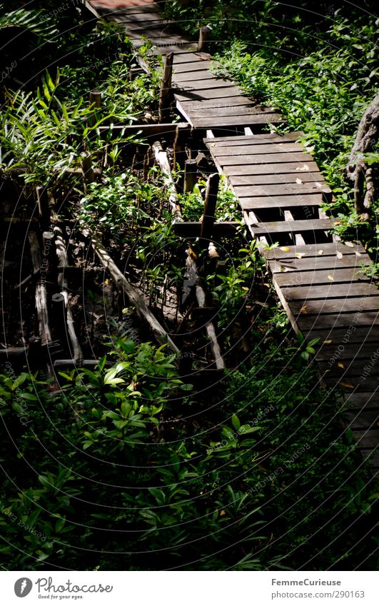 Beeing on a visit to Tarzan. Natur Landschaft nachhaltig Urwald Steg Wege & Pfade Holzbrücke Wald Wärme Pflanze Kambodscha Asien Menschenleer gehen