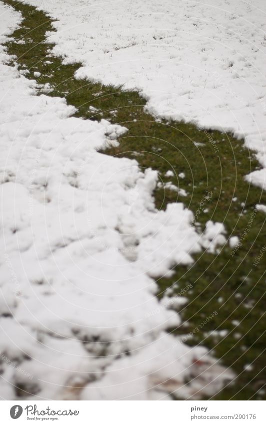 Schneepfad Umwelt Natur Winter Gras kalt Neugier grün weiß Schneeball Weg geschlängelt Farbfoto Gedeckte Farben Außenaufnahme Menschenleer Kontrast