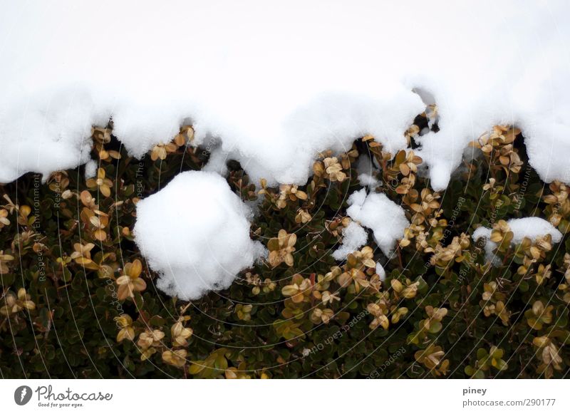 Schmelze Umwelt Natur Pflanze Winter Schnee Schneefall Sträucher Grünpflanze Garten Park kalt braun grün weiß Schmelzen Wandel & Veränderung Hälfte Farbfoto