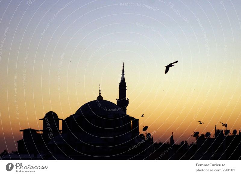 Abenddämmerung in Istanbul. Stadt Hafenstadt Stadtzentrum Skyline Dach Sehenswürdigkeit Moschee Gotteshäuser Minarett Vogel Sonnenuntergang Sommer Tradition