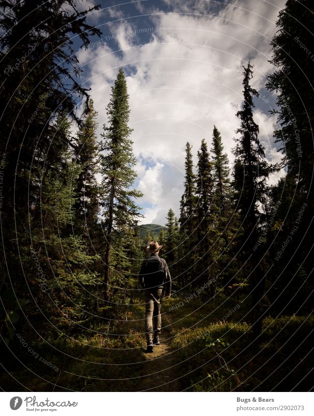 Im Wald Mann Erwachsene Körper 1 Mensch Natur Landschaft Abenteuer Hut Cowboyhut wandern Waldspaziergang Spaziergang entdecken Nadelwald Baum Alaska Kanada