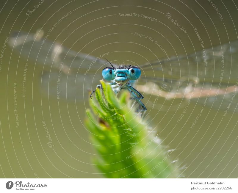 Vorderansicht einer kleinen blauen Libelle. Tier Wildtier 1 sitzen natürlich Natur Insekt Flügel Auge Nahaufnahme Pflanze Pflanzenteile Klein Libelle Bach