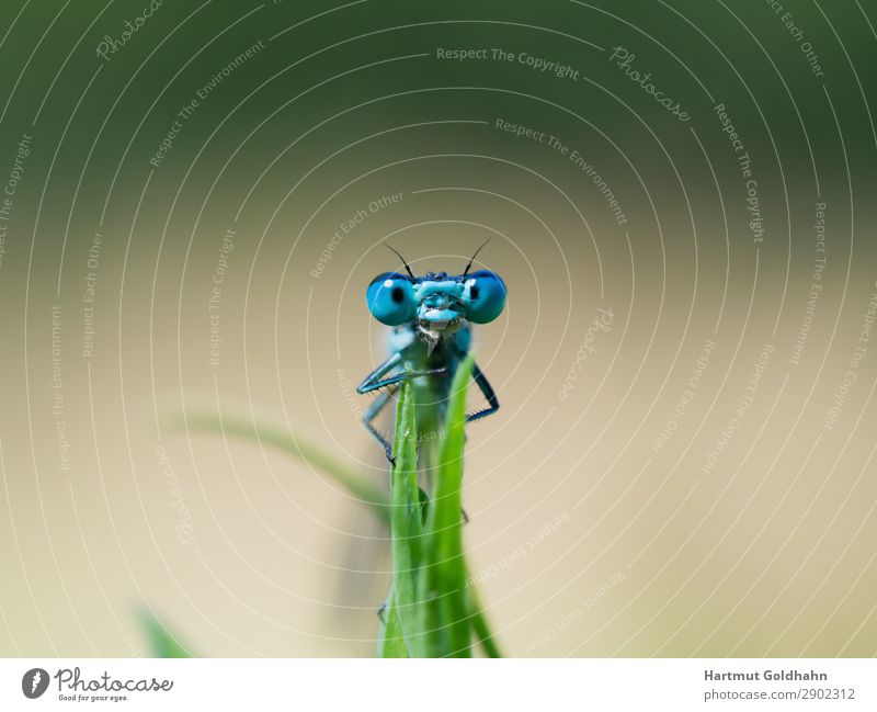 Ansicht auf die Augen einer blauen Libelle. Tier 1 sitzen klein Natur Insekt Gras Azurjungfer Sommer Lebewesen Klein Libelle frontal Bach Gewässer Farbfoto