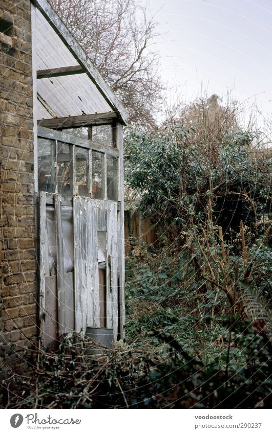 Verfallenes Gewächshaus im alten Garten Umwelt Natur dunkel kaputt grün Endzeitstimmung Zerstörung Schaden Verlassen Glas Kunststoffdach bewachsen Unkraut