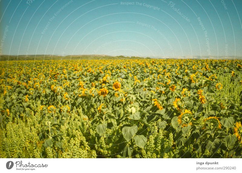 Sonnenfeld Umwelt Landschaft Pflanze Sommer Schönes Wetter Nutzpflanze Landwirtschaft Sonnenblume Feld Feldfrüchte Sonnenblumenfeld Israel ästhetisch schön