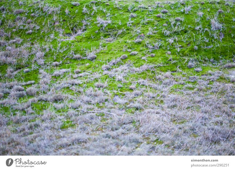 Natur Umwelt Landschaft Pflanze Gras Moos Grünpflanze exotisch Garten Park Hügel Alpen Insel Moor Sumpf Strukturen & Formen Pilz Plage grün befall Krankheit