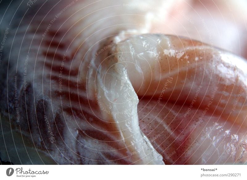 mittagsfisch Lebensmittel Fisch Ernährung Sushi Gesunde Ernährung Angeln Totes Tier Duft frisch Gesundheit kalt lecker natürlich saftig Vorfreude Tod