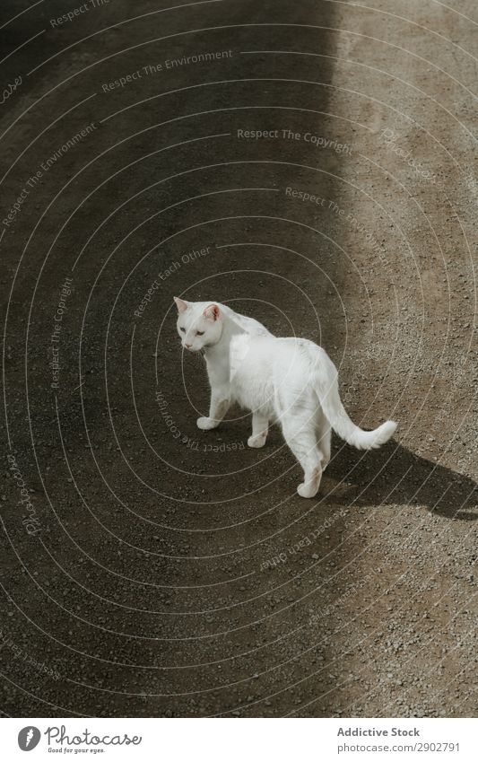 Weiße Katze auf dem Boden liegend Straße Landschaft lügen weiß Haustier steinig Lanzarote Spanien anschauend Tier Katzenbaby Weg Wege & Pfade pelzig flockig