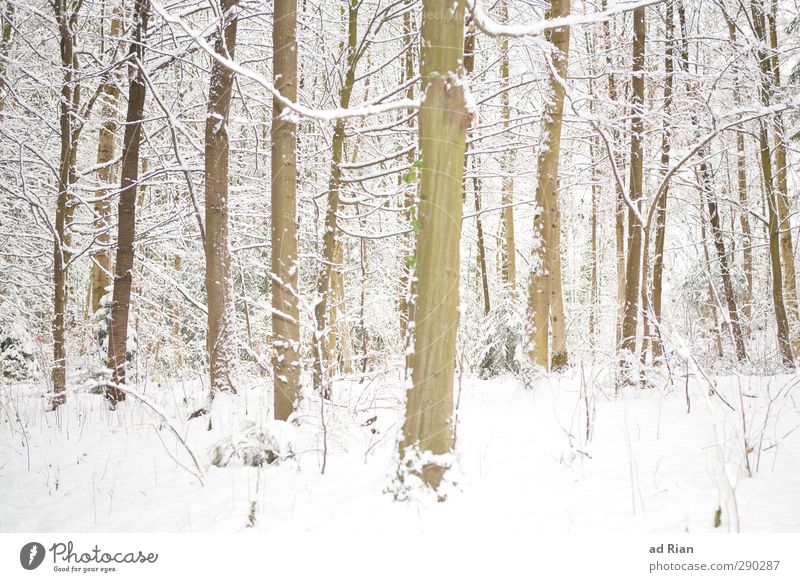 Winterwonderland Natur Tier Eis Frost Schnee Pflanze Baum Sträucher Blatt Grünpflanze Wildpflanze Wald dunkel Kitsch natürlich wild Schutz Geborgenheit