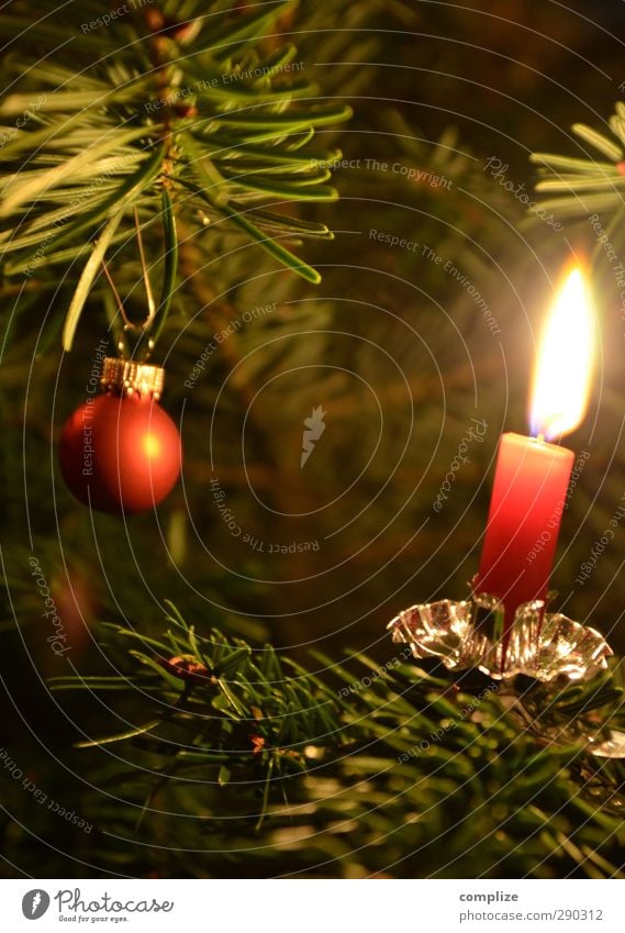 Etwas zu früh, aber bald ist Weihnachten Feste & Feiern Weihnachten & Advent Winter Pflanze Baum Grünpflanze Häusliches Leben gold grün rot Weihnachtsbaum Kerze