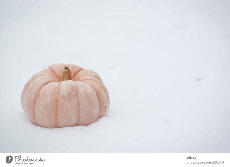 Kürbis Winter Schnee Nutzpflanze kalt grau orange weiß links Melonen Grate Farbfoto Gedeckte Farben Außenaufnahme Nahaufnahme Detailaufnahme Menschenleer