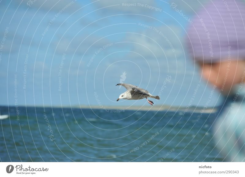 Die Möwe im Blickfeld Umwelt Natur Wasser Himmel Vogel fliegen rennen Farbfoto Außenaufnahme Tag Unschärfe Zentralperspektive