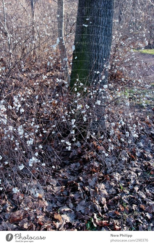 knallerbsen Natur Pflanze Luft Sonne Winter Klima Schönes Wetter Baum Sträucher knallbeeren schneeberen Park leuchten dehydrieren Wachstum kalt rund trocken