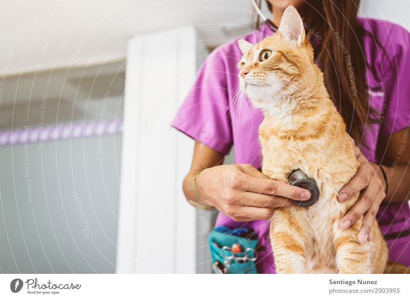 Der Tierarzt macht eine Untersuchung einer süßen, schönen Katze. Veterinär Klinik Arzt Krankenschwester Gesundheit Haustier Uniform professionell