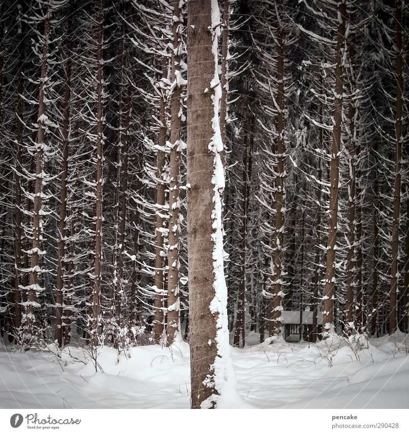 unterbesetzt | die 1. reihe Natur Landschaft Winter Schnee Baum Fichtenwald Wald Ziffern & Zahlen einzigartig nachhaltig nackt stagnierend erste Sitzreihe