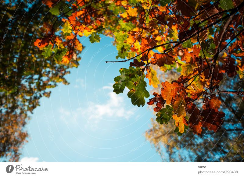 Eröffnung Umwelt Natur Pflanze Himmel Herbst Schönes Wetter Blatt hängen ästhetisch schön natürlich blau grün orange Herbstlaub herbstlich Jahreszeiten