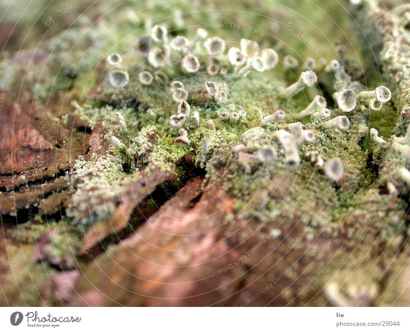 pilzfeld Holz Baumrinde Pilz verfaulen Natur Makroaufnahme