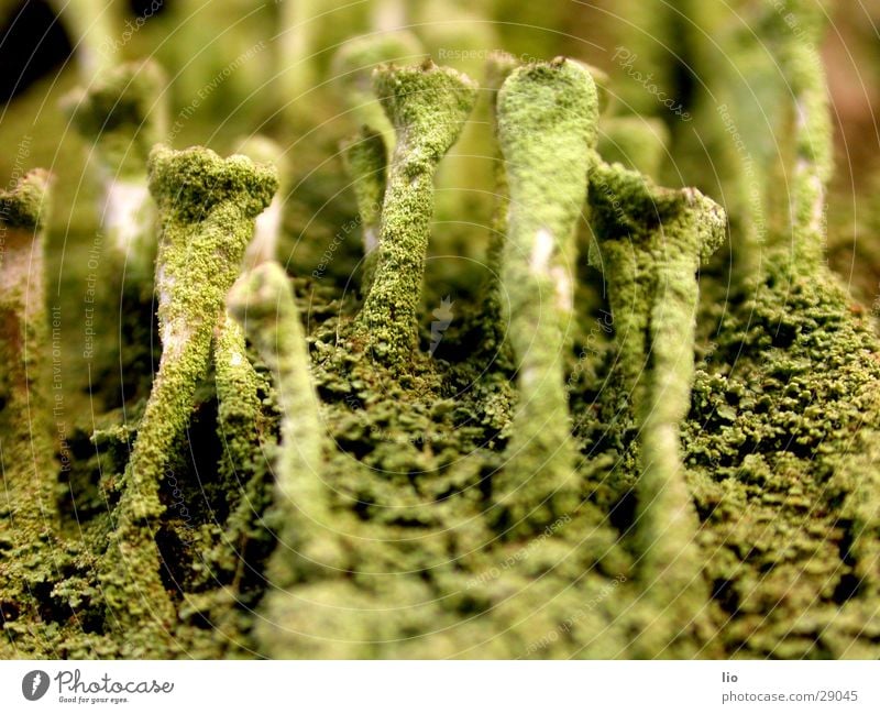 mushroom Holz Baumrinde Pilz verfaulen Natur Makroaufnahme