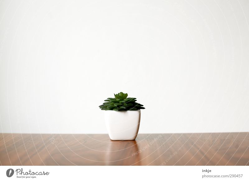 klein, grün, fleischig Tisch Pflanze Grünpflanze exotisch Gummibaum steingartengewächs Mauer Wand Blumentopf saftig braun weiß Natur Wachstum
