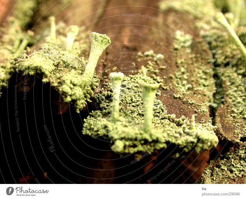 pilzchen Holz Baumrinde Pilz verfaulen Natur Makroaufnahme