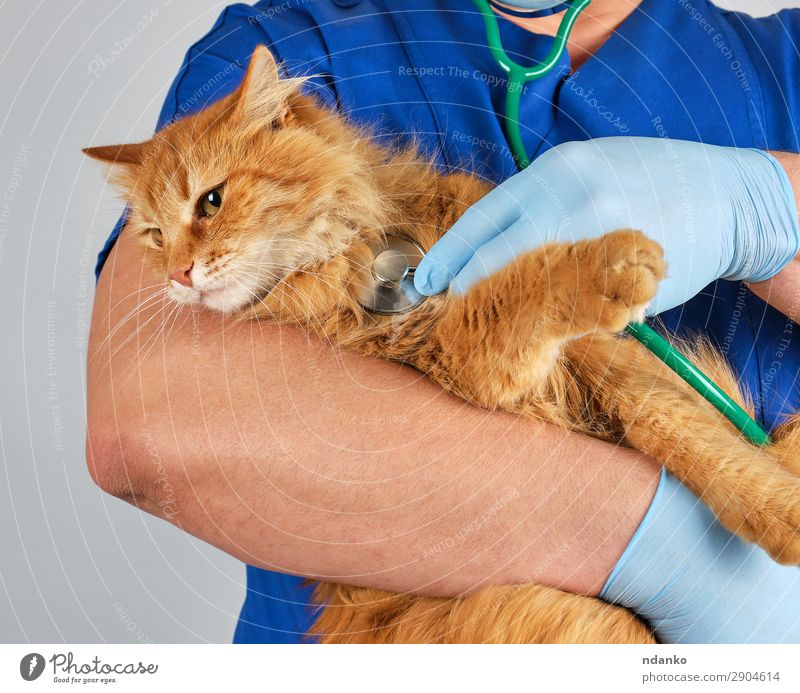 Der Tierarzt hält und untersucht eine flauschige rote Katze. Körper Behandlung Krankheit Medikament Arzt Krankenhaus Mensch Mann Erwachsene Hand 18-30 Jahre
