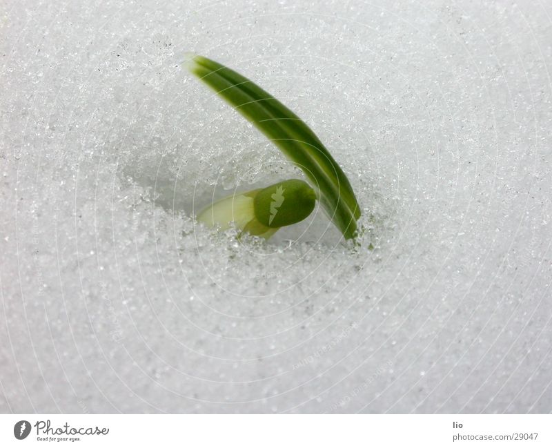 schneeglöckchen Schneeglöckchen Frühling Pflanze Natur Makroaufnahme