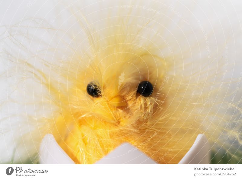 Nicht schon wieder Ostern Kunst Kunstwerk Tier Haustier Nutztier Vogel Tiergesicht 1 Spielzeug außergewöhnlich fantastisch klug gelb weiß Stress Wut Frustration
