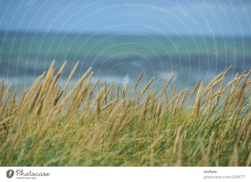 Entspannung in den Dünen Natur Landschaft Gras Küste Strand Nordsee frei natürlich blau grün Zufriedenheit Kraft Erholung Freizeit & Hobby