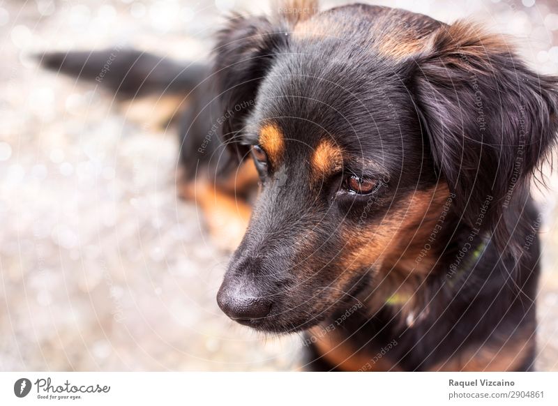 Welpe von schwarzer Farbe schwarzhaarig Haustier Hund 1 Tier beobachten Blick schön braun Güte ruhig Selbstbeherrschung Schutz Schwerpunkt seriös Farbfoto