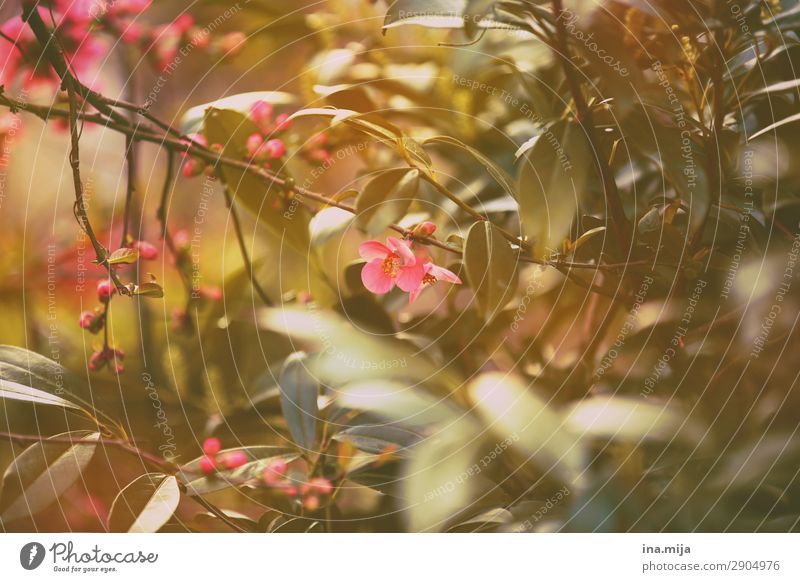 _ Umwelt Natur Pflanze Frühling Sommer Blume Sträucher Blüte Garten Park Duft sommerlich rosa Blumenwiese exotisch Außenaufnahme Menschenleer Textfreiraum links