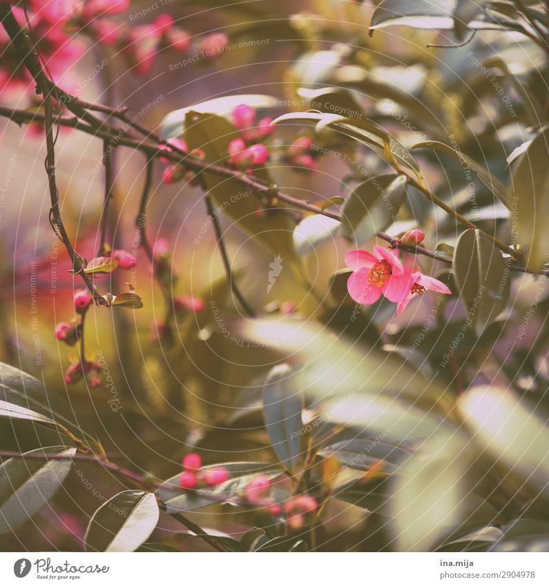 Bald! Umwelt Natur Frühling Pflanze Blume Sträucher Blatt Blüte Garten Park Beginn Duft exotisch Frieden Hoffnung träumen Umweltschutz Idylle rosa Blühend