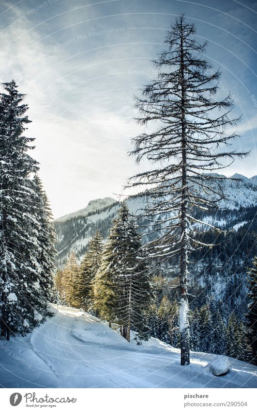 Der Winter Natur Schnee Baum Wald Berge u. Gebirge kalt Tourismus Farbfoto Außenaufnahme Menschenleer Tag Starke Tiefenschärfe