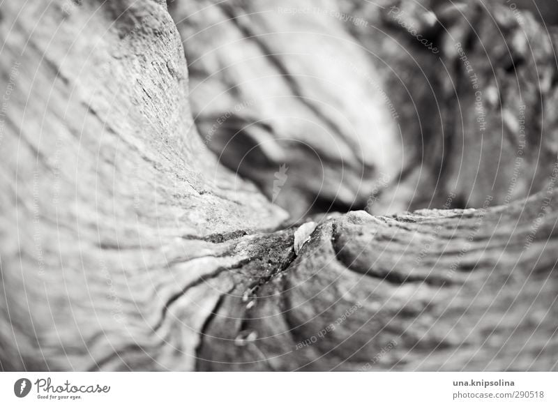 mit schwung Natur Landschaft Baum Baumstamm Holz natürlich rund trocken morsch geschwungen Baumrinde Schwarzweißfoto Außenaufnahme Nahaufnahme Detailaufnahme