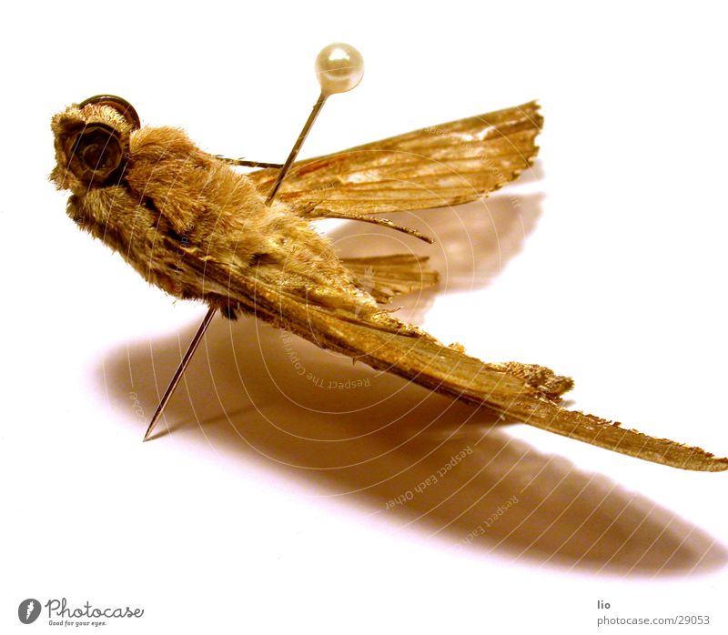 sammlerstück Insekt Schmetterling Nadel Tod Sammlung durchstochen Flügel