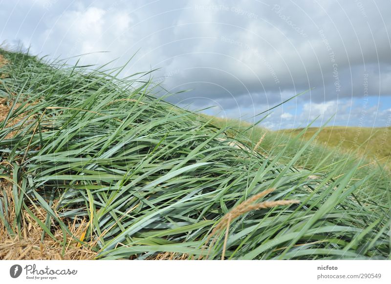 Mit dem Wind Umwelt Natur Landschaft Pflanze Tier Sand Wasser Klima Wetter Schönes Wetter Gras Wellen Küste Strand wandern frei blau grün Zufriedenheit Freiheit
