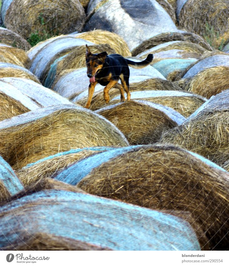 Jumper Landschaft Feld Tier Hund Fährte 1 laufen Treue Schäferhund hüpfen Strohballen Klettern transpirieren atmen Rennsport Natur springen Neugier gehorsam