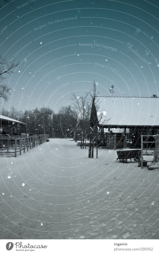Weihnachten ist vorbei......der Winter auch? Umwelt Himmel Wolkenloser Himmel Schnee Schneefall Menschenleer Gebäude Reiterhof leuchten natürlich blau schwarz
