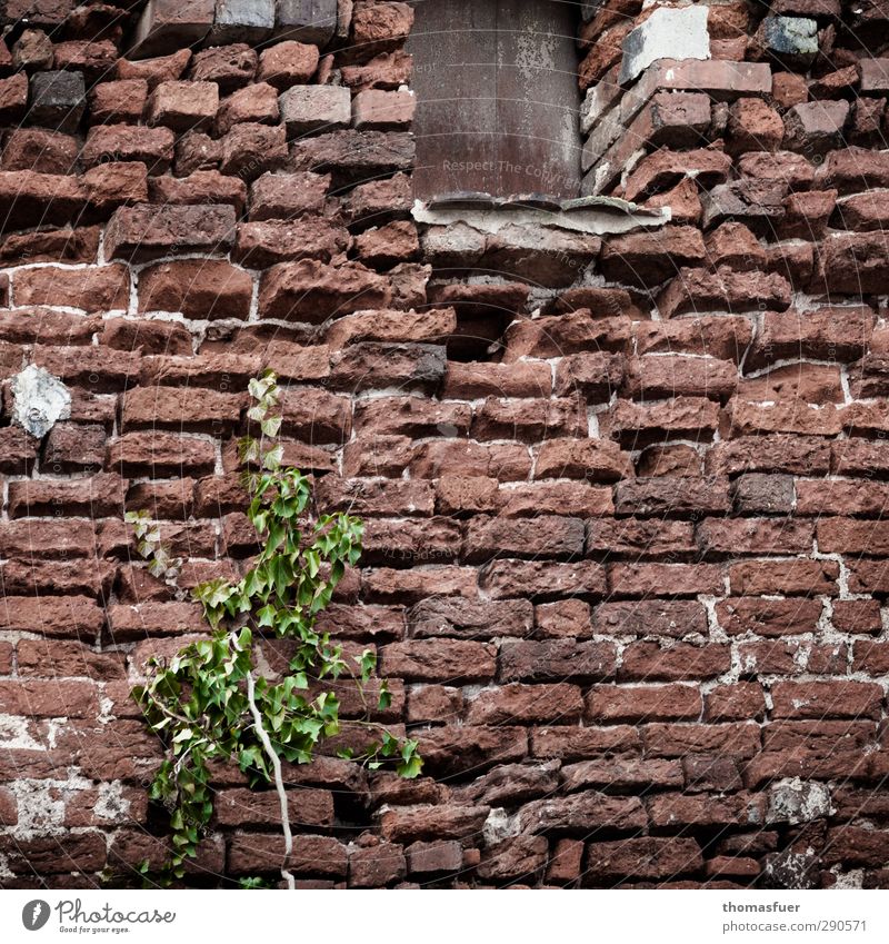 Prozesse Haus Pflanze Efeu Grünpflanze Stadt Altstadt Architektur Mauer Wand Fenster Stein Wachstum alt hässlich trist braun grün Senior Ende Hoffnung
