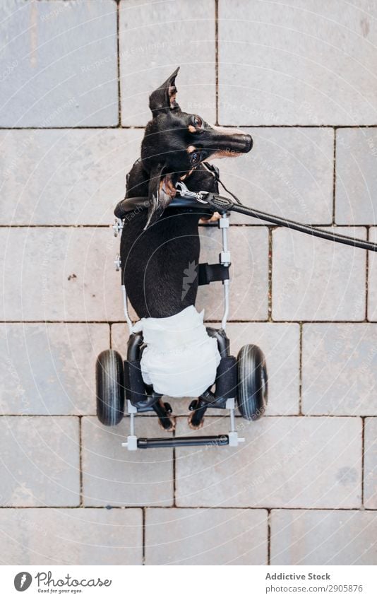 Hund mit Rollstuhl auf der Straße gelähmt Behinderte Dackel laufen deaktiviert physisch Erholung Medikament ungültig Krankheit heimisch Haustier Tier Aufschlag
