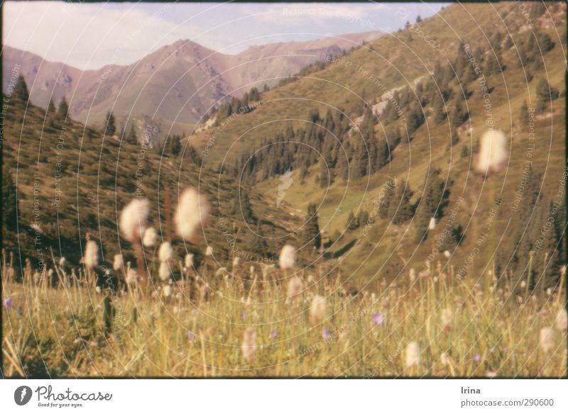 This is Kasachstan! Natur Landschaft Pflanze Schönes Wetter Blume Gras Wildpflanze Wiese Alpen Berge u. Gebirge Alatau Tien Shan Gipfel Erholung Ferne