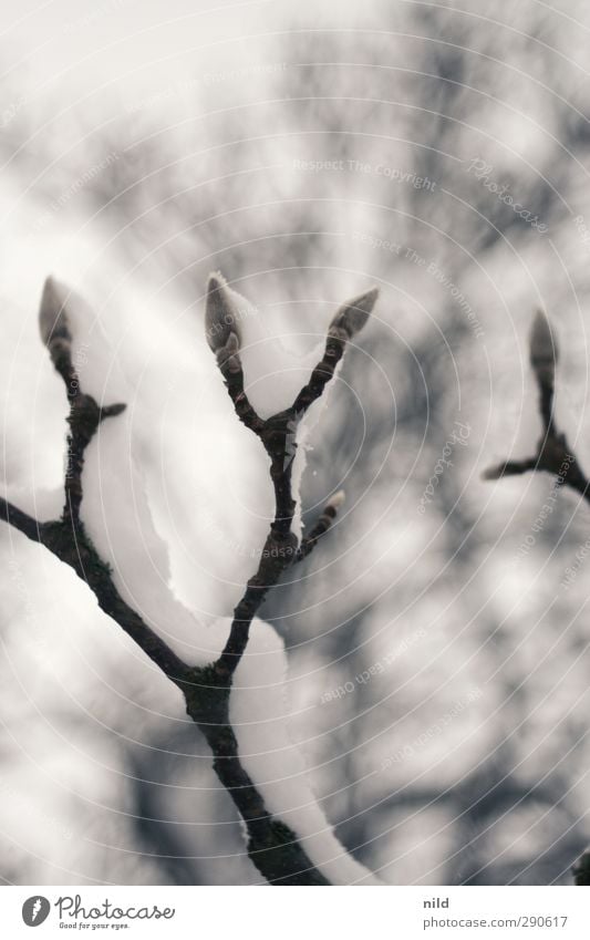 Knospen Umwelt Natur Pflanze Winter Wetter schlechtes Wetter Nebel Schnee Baum Trieb warten grau weiß kalt Gedeckte Farben Außenaufnahme Detailaufnahme