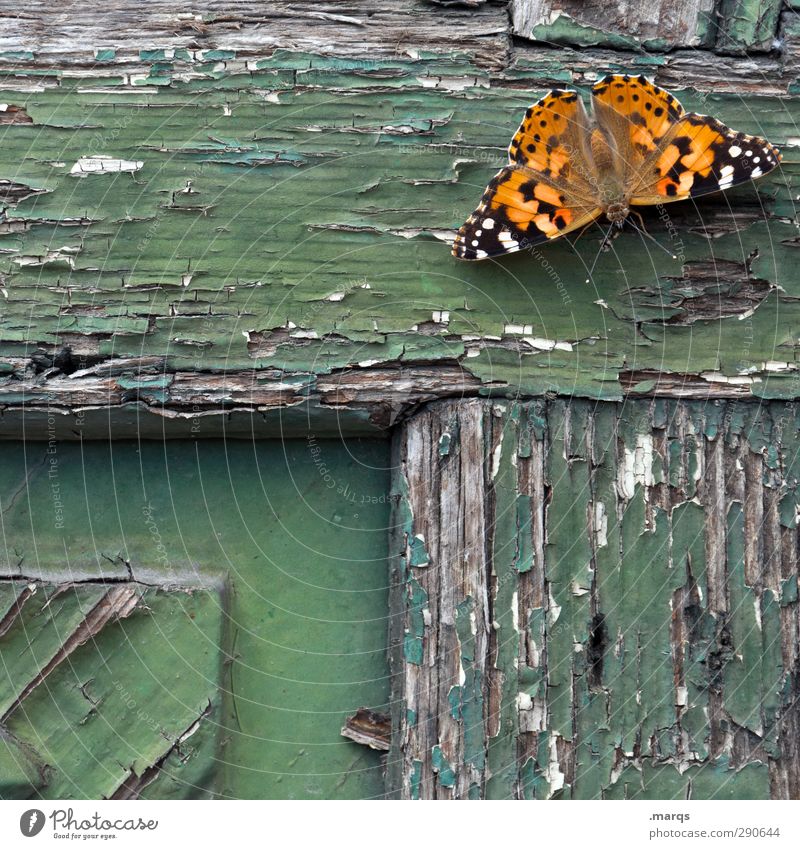 Deko Tier Mauer Wand Schmetterling 1 Holz Zeichen Erholung alt schön grün Frühlingsgefühle Vorfreude Vergänglichkeit Farbfoto Außenaufnahme Nahaufnahme