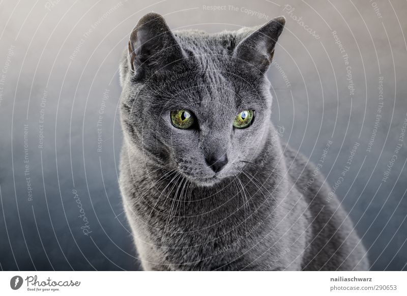 Portrait einer Katze Tier Haustier 1 beobachten entdecken glänzend leuchten Blick träumen elegant Freundlichkeit schön kuschlig Neugier niedlich positiv blau